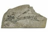 Jurassic Fossil Fern (Cladophlebis) Plate - England #242150-1